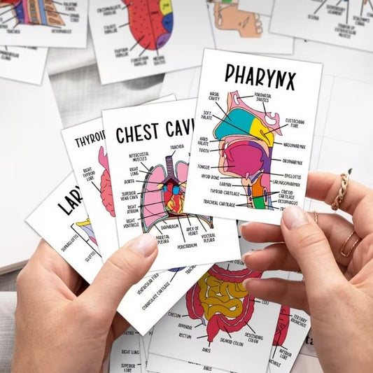 Medical Flashcards – Anatomy (30 cards)