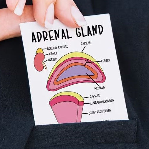 Medical Flashcards – Anatomy (30 cards)