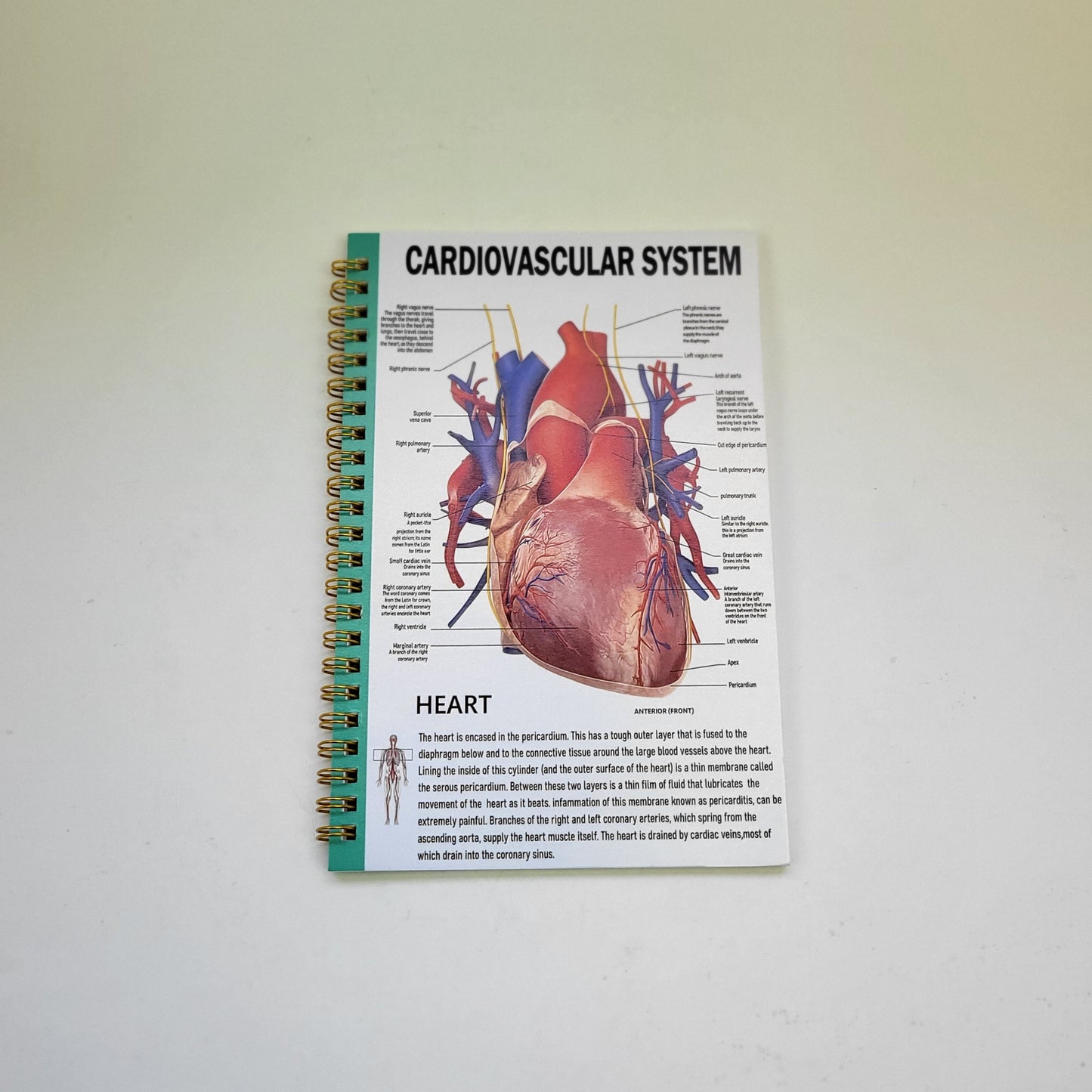 Notebook - Cardiovascular System