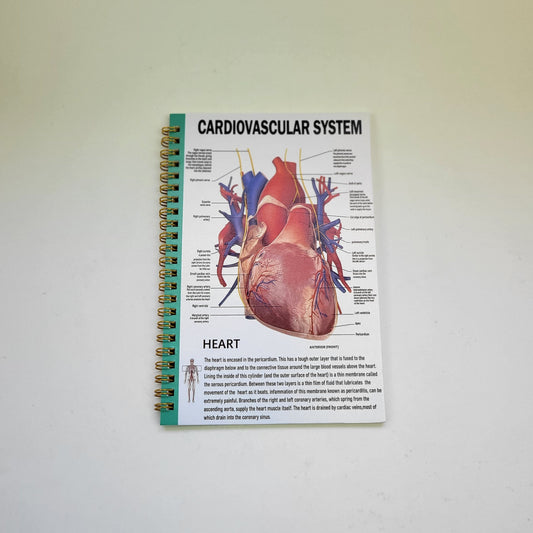 Notebook - Cardiovascular System