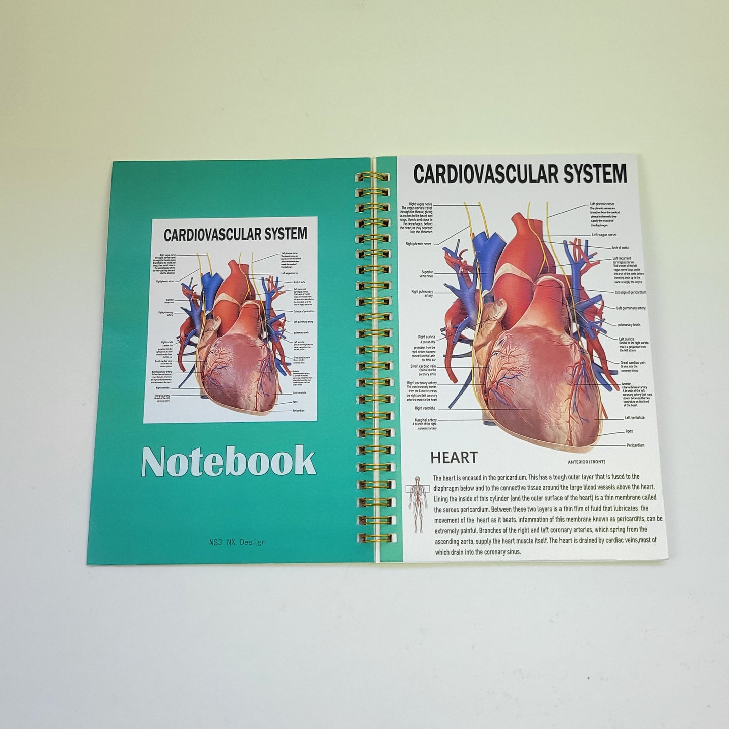 Notebook - Cardiovascular System
