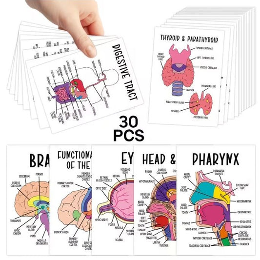 Medical Flashcards – Anatomy (30 cards)