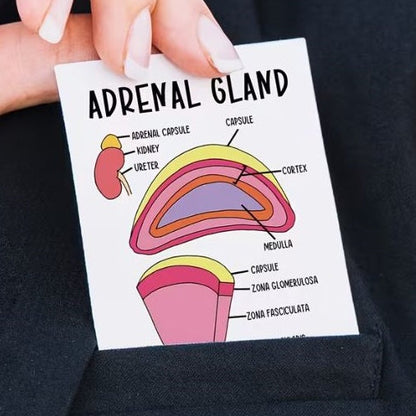 Medical Flashcards – Anatomy (30 cards)