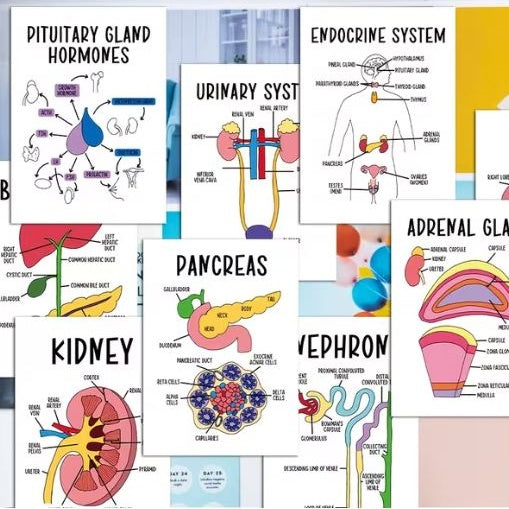Medical Flashcards – Anatomy (30 cards)