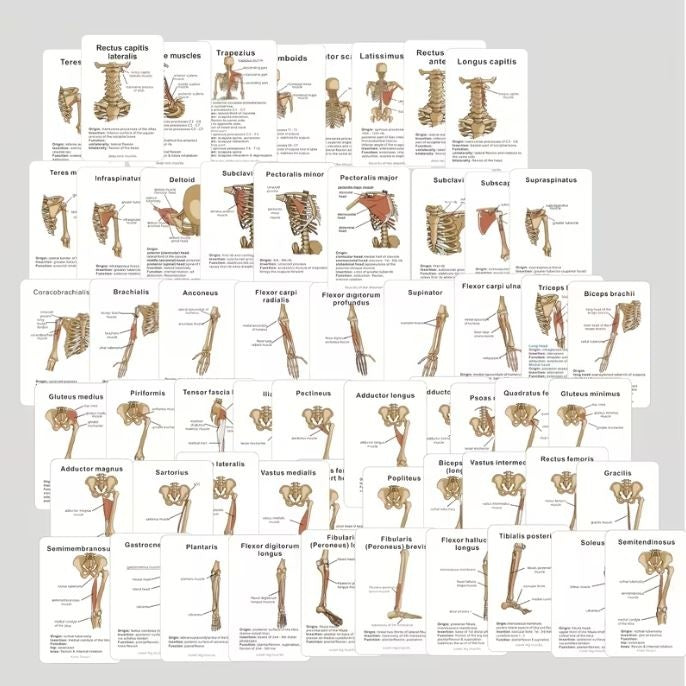 Medical Flashcards – Muscle Anatomy (48 cards)