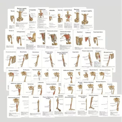 Medical Flashcards – Muscle Anatomy (48 cards)