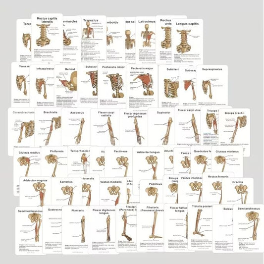 Medical Flashcards – Muscle Anatomy (48 cards)