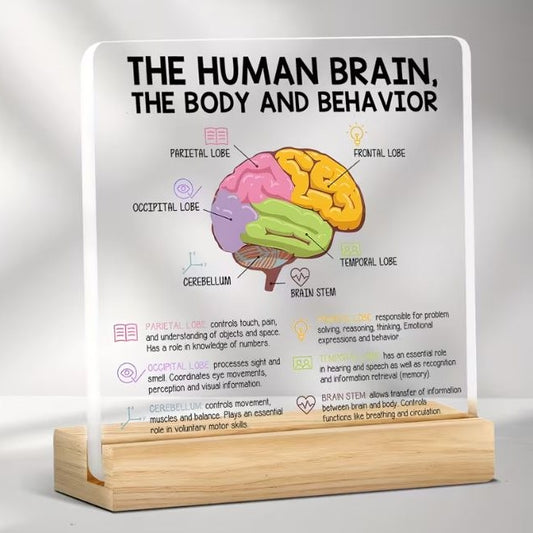 Desktop Decor - The Human Brain, Acrylic Plaque