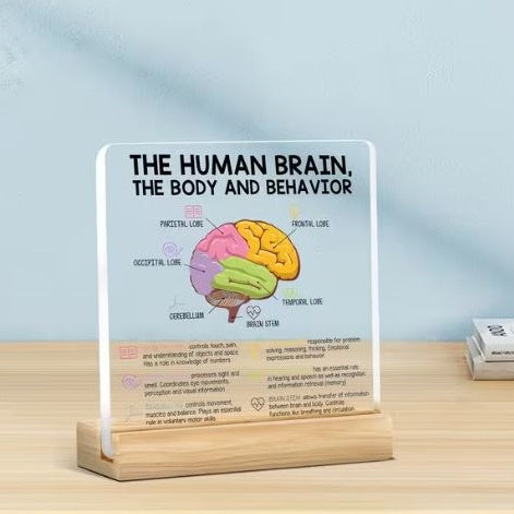 Desktop Decor - The Human Brain, Acrylic Plaque