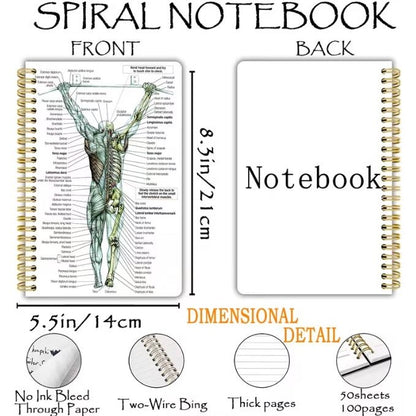 Notebook - Human Back Muscle Anatomy