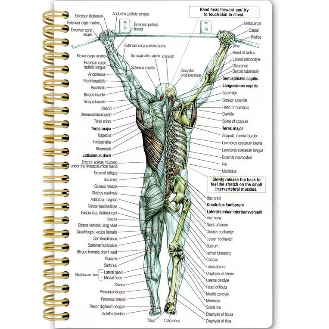 Human Back Muscle Anatomy Notebook | ShaGha