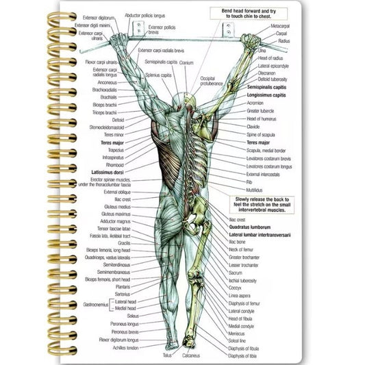 Notebook - Human Back Muscle Anatomy