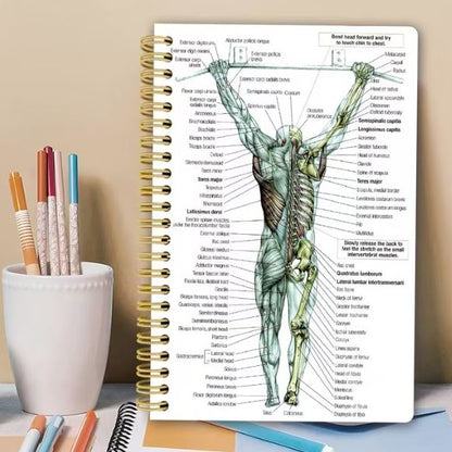 Notebook - Human Back Muscle Anatomy