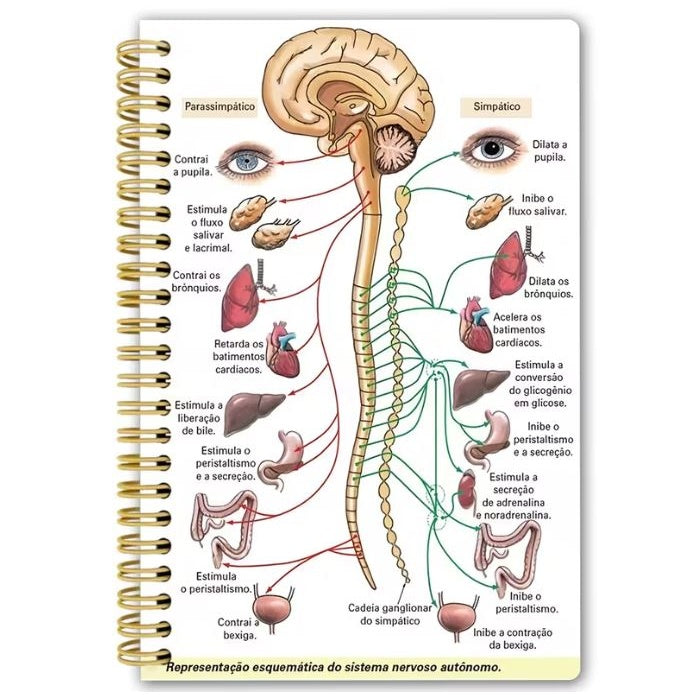 Notebook - The Autonomous Nervous System
