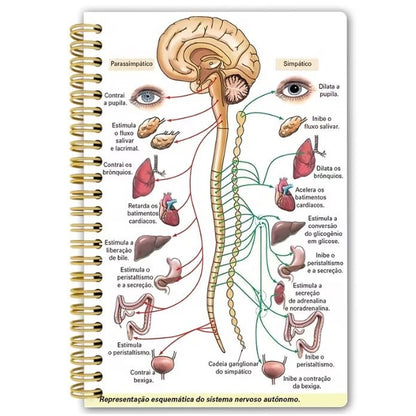 Notebook - The Autonomous Nervous System