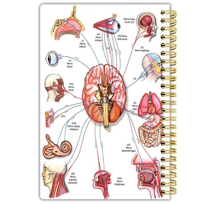 Notebook - The Autonomous Nervous System