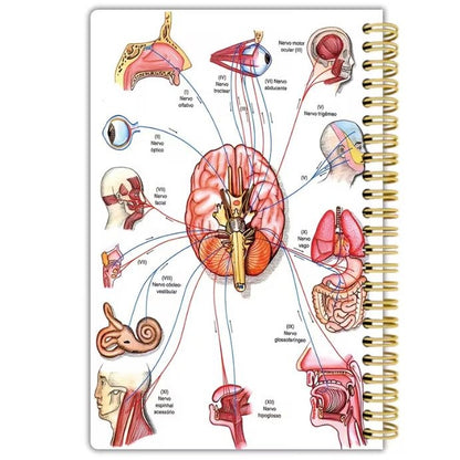 Notebook - The Autonomous Nervous System