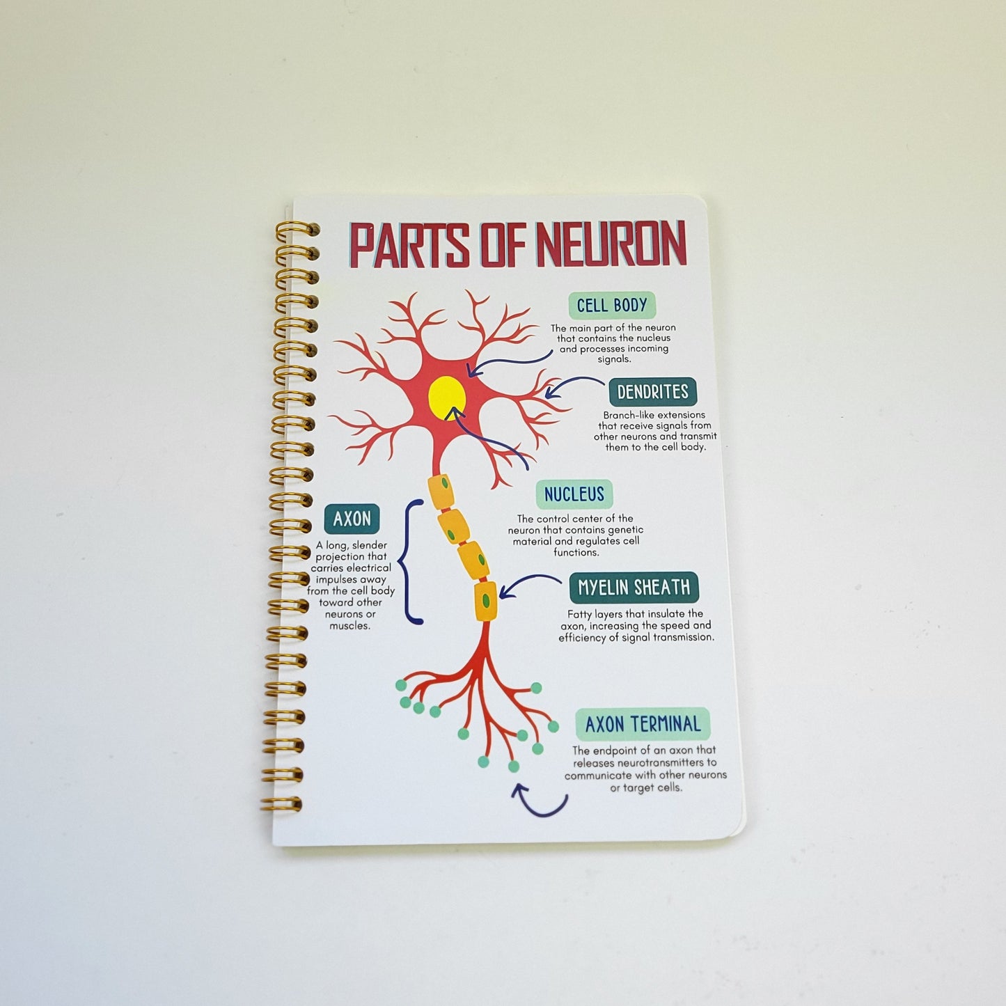 Notebook - Parts of Neuron