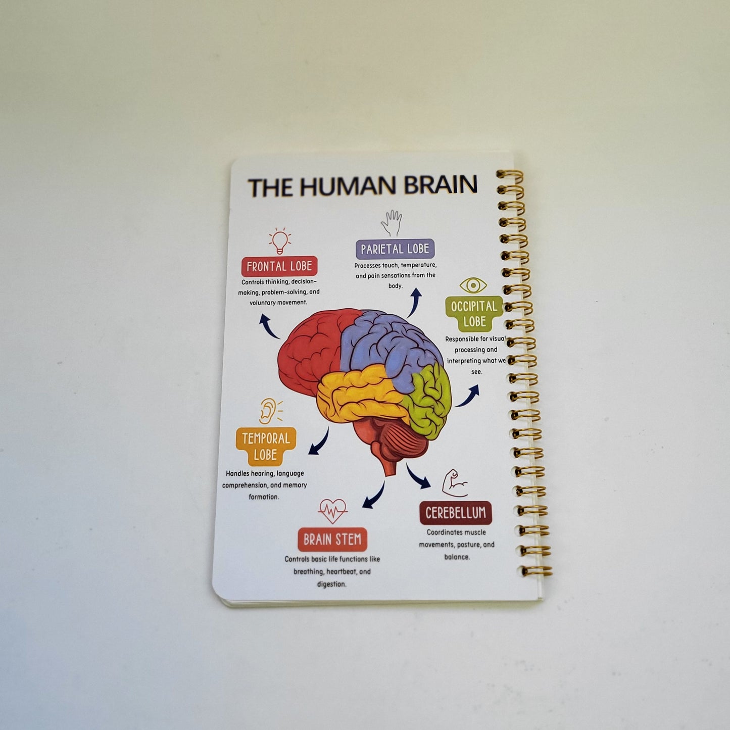 Notebook - Parts of Neuron