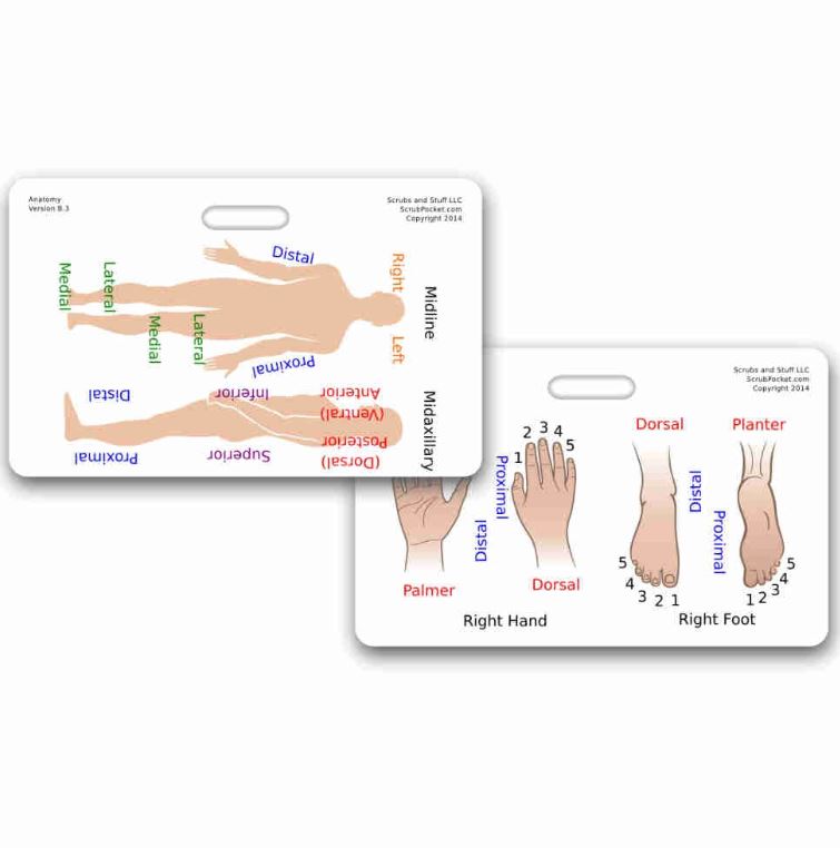 Reference Card - Anatomical Directions